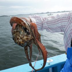 かもめ釣船 釣果