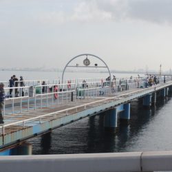 オリジナルメーカー海づり公園(市原市海づり施設) 釣果