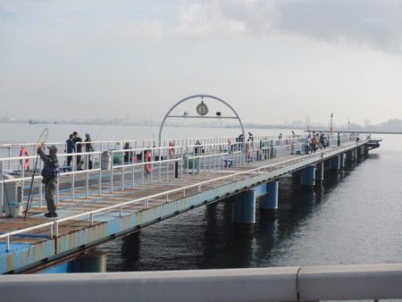 オリジナルメーカー海づり公園(市原市海づり施設) 釣果