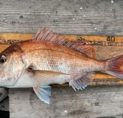 幸吉丸 釣果