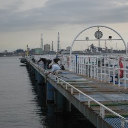 オリジナルメーカー海づり公園(市原市海づり施設) 釣果