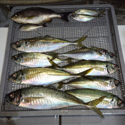 エンペラー 釣果