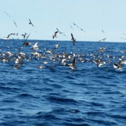 つれ鷹丸 釣果