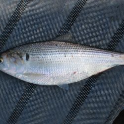 オリジナルメーカー海づり公園(市原市海づり施設) 釣果