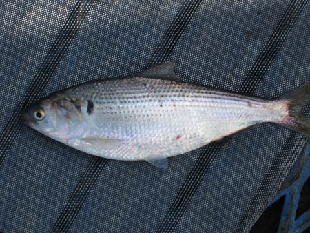 オリジナルメーカー海づり公園(市原市海づり施設) 釣果