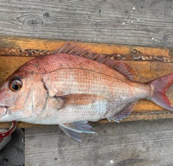 幸吉丸 釣果