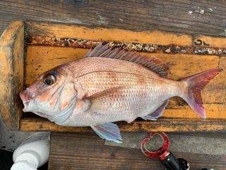 幸吉丸 釣果