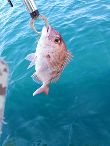 遊漁船　ニライカナイ 釣果