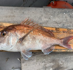 幸吉丸 釣果