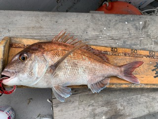 幸吉丸 釣果