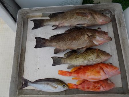 フィッシングボート空風（そらかぜ） 釣果