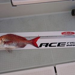 フィッシングボートACE（エース） 釣果