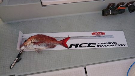 フィッシングボートACE（エース） 釣果