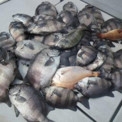 磯部釣船 直栄丸 釣果