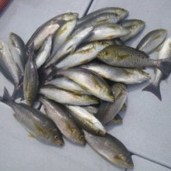 磯部釣船 直栄丸 釣果