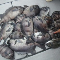 磯部釣船 直栄丸 釣果