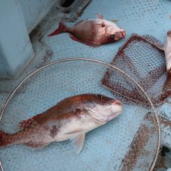 はらまる 釣果