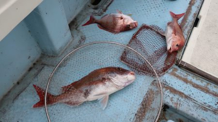 はらまる 釣果