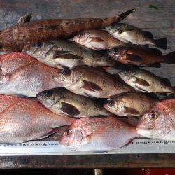 はらまる 釣果