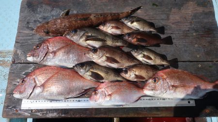 はらまる 釣果