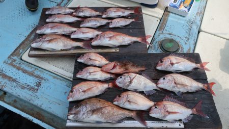 はらまる 釣果