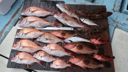 はらまる 釣果