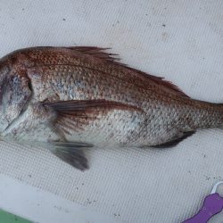 はらまる 釣果