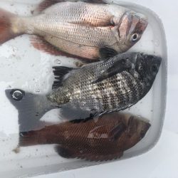 由良渡船 釣果