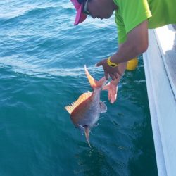 遊漁船　ニライカナイ 釣果