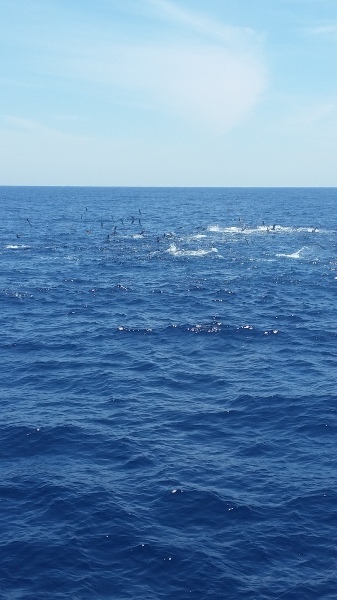 小海途 釣果