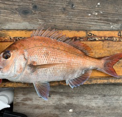 幸吉丸 釣果