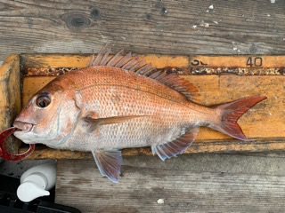 幸吉丸 釣果