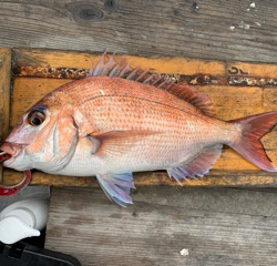 幸吉丸 釣果