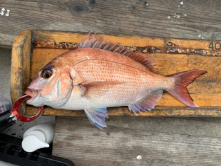 幸吉丸 釣果