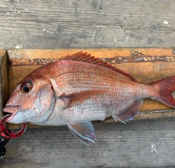 幸吉丸 釣果