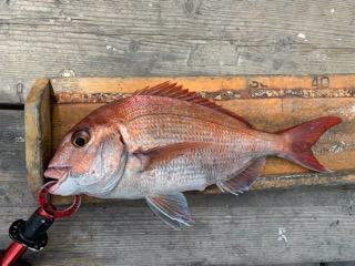 幸吉丸 釣果