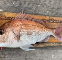 幸吉丸 釣果