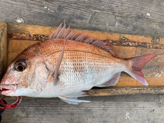 幸吉丸 釣果