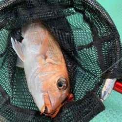 さんさん丸 釣果