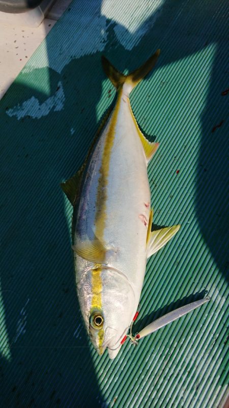 鷹王丸 釣果