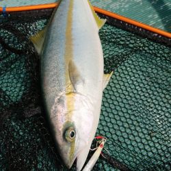 鷹王丸 釣果