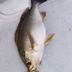 渡船屋たにぐち 釣果