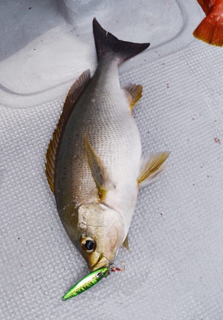 渡船屋たにぐち 釣果