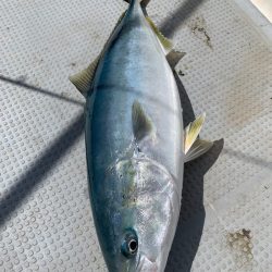 エヌスタイル 釣果