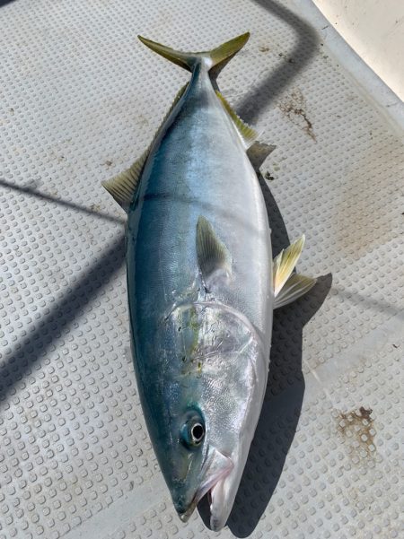 エヌスタイル 釣果