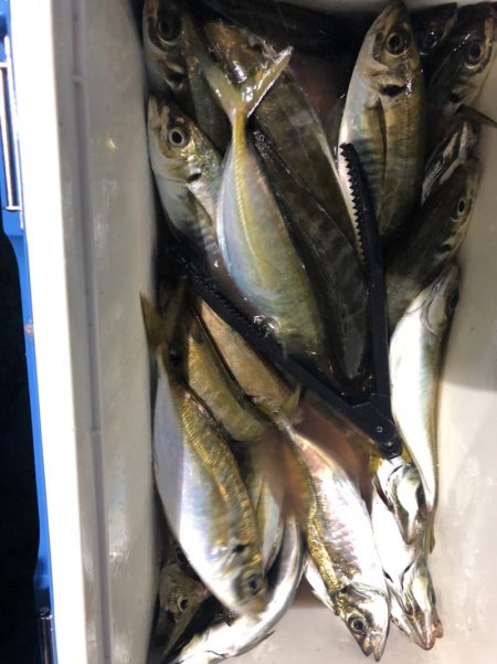 ヤザワ渡船 釣果