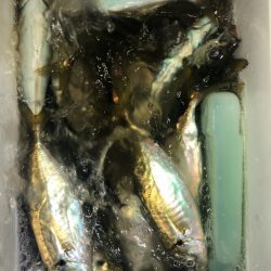 ヤザワ渡船 釣果