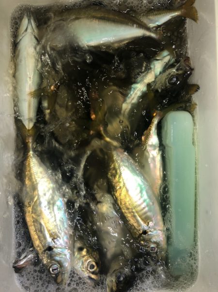 ヤザワ渡船 釣果