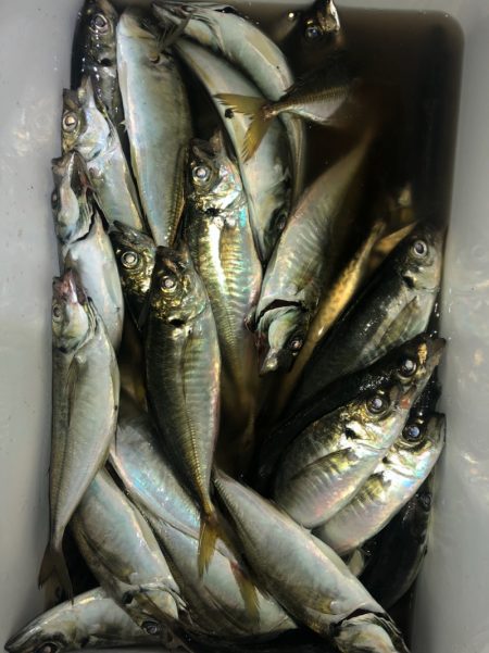 ヤザワ渡船 釣果