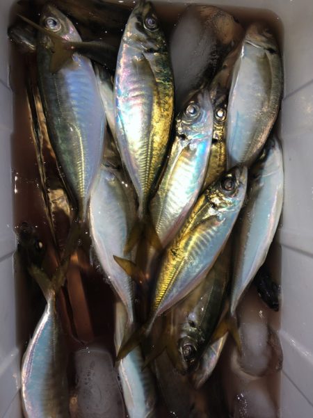 ヤザワ渡船 釣果